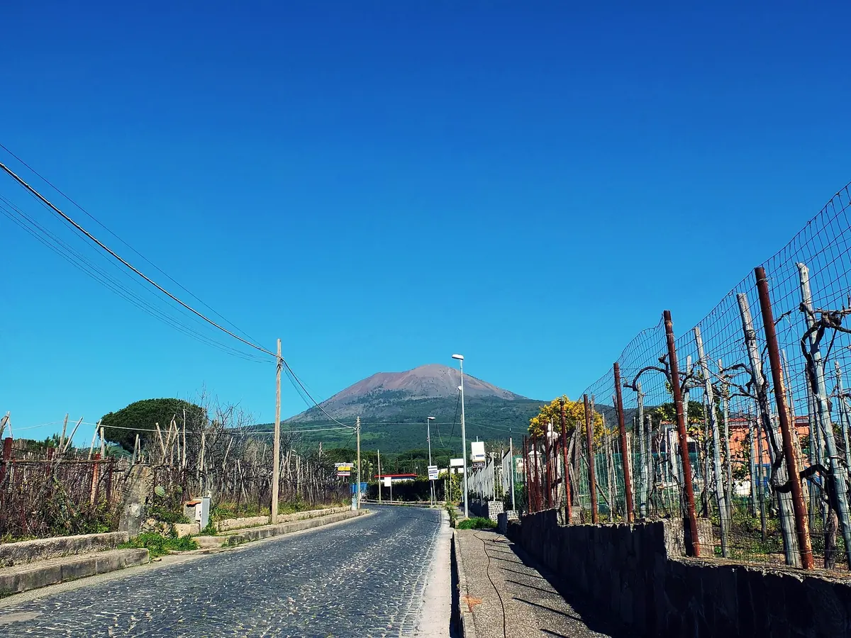 Lacryma Christi vineyards on the slopes of Vesuvius with the volcano ahead