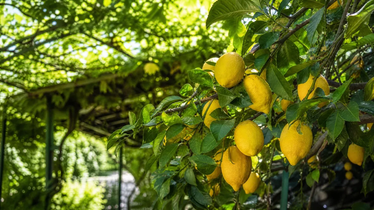 Un ramo di limone carico di limoni gialli brillanti