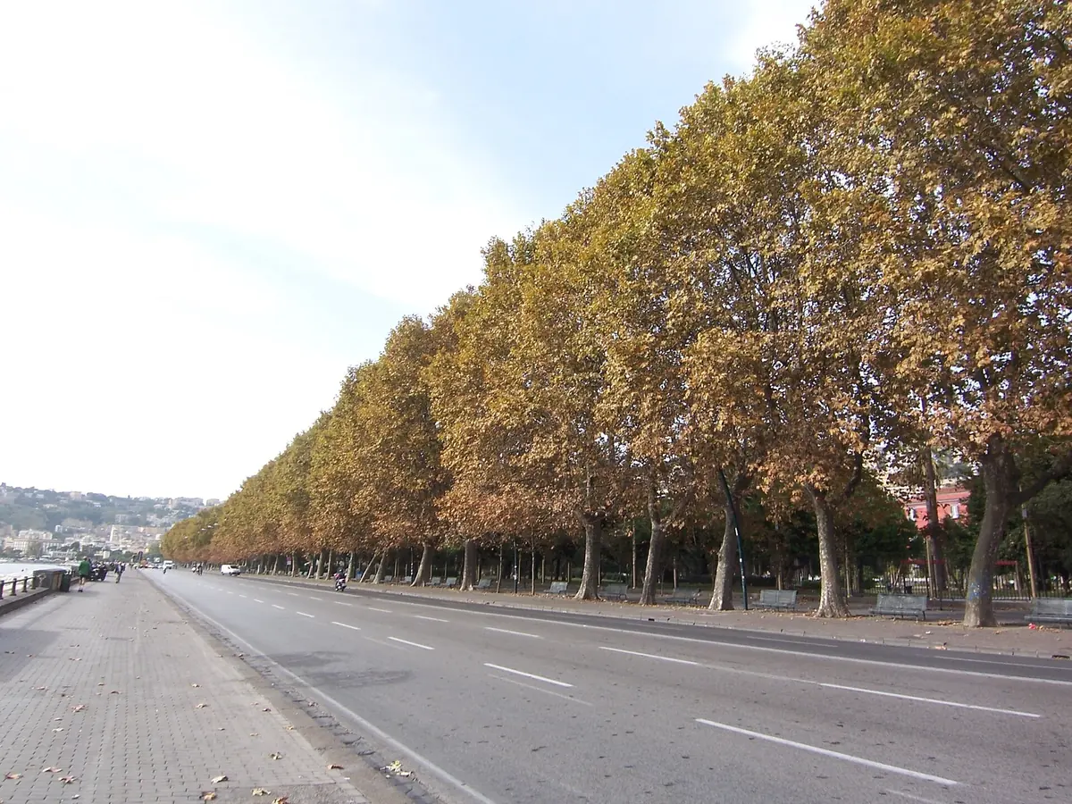 La Via Caracciolo sans circulation sur le front de mer de Naples, bordée de platanes d'automne